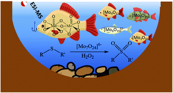 Graphical abstract: Heptamolybdate: a highly active sulfide oxygenation catalyst