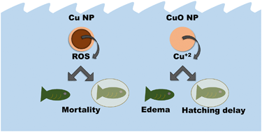 Graphical abstract: Reactive oxygen species generation is likely a driver of copper based nanomaterial toxicity