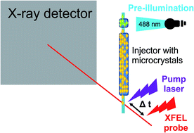 Graphical abstract: Spiers Memorial Lecture Introductory lecture: the impact of structure on photoinduced processes in nucleic acids and proteins