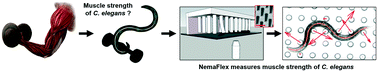 Graphical abstract: NemaFlex: a microfluidics-based technology for standardized measurement of muscular strength of C. elegans