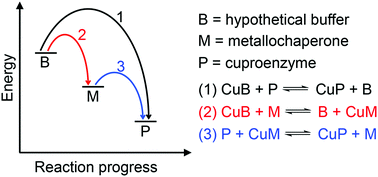 Graphical abstract: Handling of nutrient copper in the bacterial envelope