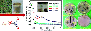 Graphical abstract: Synthesis of silver nanoparticles using Fagonia cretica and their antimicrobial activities