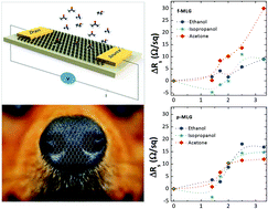 Graphical abstract: Multi-layer graphene as a selective detector for future lung cancer biosensing platforms