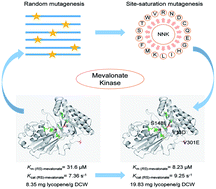 Graphical abstract: Directed evolution of mevalonate kinase in Escherichia coli by random mutagenesis for improved lycopene