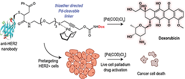 Graphical abstract: A thioether-directed palladium-cleavable linker for targeted bioorthogonal drug decaging