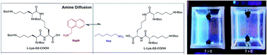 Graphical abstract: Diffusion across a gel–gel interface – molecular-scale mobility of self-assembled ‘solid-like’ gel nanofibres in multi-component supramolecular organogels