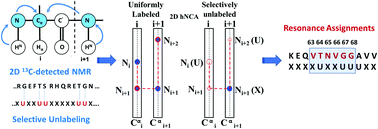 Graphical abstract: Rapid NMR assignments of intrinsically disordered proteins using two-dimensional 13C-detection based experiments