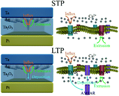 Graphical abstract: Electrochemical and thermodynamic processes of metal nanoclusters enabled biorealistic synapses and leaky-integrate-and-fire neurons