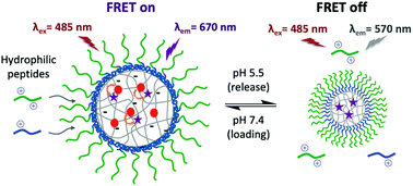 Graphical abstract: Real time monitoring of peptide delivery in vitro using high payload pH responsive nanogels