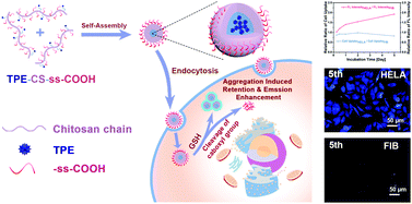 Graphical abstract: Redox-responsive fluorescent AIE bioconjugate with aggregation enhanced retention features for targeted imaging reinforcement and selective suppression of cancer cells