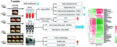 Graphical abstract: Effects of dietary intake of potatoes on body weight gain, satiety-related hormones, and gut microbiota in healthy rats