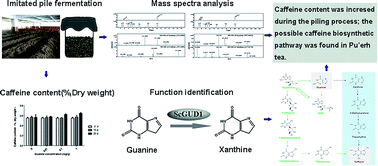 Graphical abstract: Guanine deaminase provides evidence of the increased caffeine content during the piling process of pu'erh tea