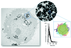 Graphical abstract: Protein corona formation and its influence on biomimetic magnetite nanoparticles