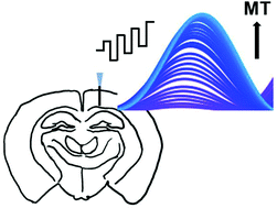 Graphical abstract: Electrochemical detection of exogenously administered melatonin in the brain