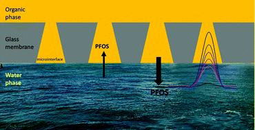 Graphical abstract: Detection of perfluorooctane sulfonate by ion-transfer stripping voltammetry at an array of microinterfaces between two immiscible electrolyte solutions