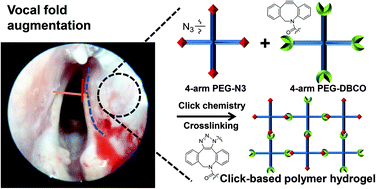 Graphical abstract: In vivo vocal fold augmentation using an injectable polyethylene glycol hydrogel based on click chemistry