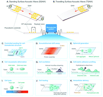 Graphical abstract: Emerging on-chip surface acoustic wave technology for small biomaterials manipulation and characterization