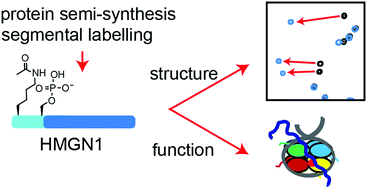 Graphical abstract: Site-specific modification and segmental isotope labelling of HMGN1 reveals long-range conformational perturbations caused by posttranslational modifications