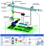 Graphical abstract: Intelligent image-activated cell sorting 2.0