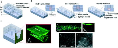 Graphical abstract: Microfluidic organ-on-a-chip model of the outer blood–retinal barrier with clinically relevant read-outs for tissue permeability and vascular structure