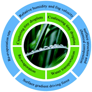 Graphical abstract: Biomimetic fog collection and its influencing factors