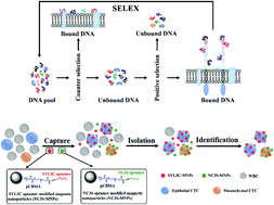 Graphical abstract: Isolation of DNA aptamers targeting N-cadherin and high-efficiency capture of circulating tumor cells by using dual aptamers