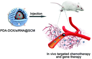 Graphical abstract: Doxorubicin and PD-L1 siRNA co-delivery with stem cell membrane-coated polydopamine nanoparticles for the targeted chemoimmunotherapy of PCa bone metastases