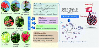 Graphical abstract: In silico identification of SARS-CoV-2 spike (S) protein–ACE2 complex inhibitors from eight Tecoma species and cultivars analyzed by LC-MS