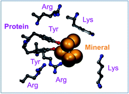 Graphical abstract: Minerals in biology and medicine