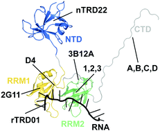 Graphical abstract: Direct targeting of TDP-43, from small molecules to biologics: the therapeutic landscape