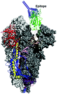 Graphical abstract: An overview of methods for the structural and functional mapping of epitopes recognized by anti-SARS-CoV-2 antibodies