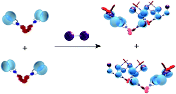 Graphical abstract: Self-sorting behavior in supramolecular fullerene polymerization directed by host–guest complexation between calix[5]arene and C60