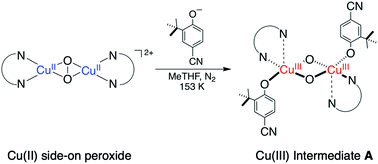 Graphical abstract: Phenolate-bonded bis(μ-oxido)-bis-copper(iii) intermediates: hydroxylation and dehalogenation reactivities