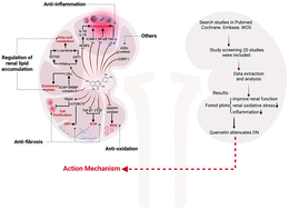 Graphical abstract: The effect of quercetin on diabetic nephropathy (DN): a systematic review and meta-analysis of animal studies