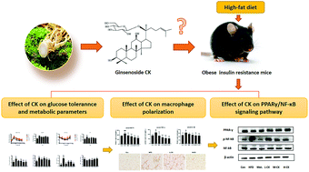 Graphical abstract: Ginsenoside compound K inhibits obesity-induced insulin resistance by regulation of macrophage recruitment and polarization via activating PPARγ