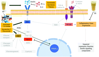 Graphical abstract: Effect of Passiflora setacea juice and its phenolic metabolites on insulin resistance markers in overweight individuals and on microglial cell activity
