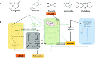 Graphical abstract: Protective effect of food derived nutrients on cisplatin nephrotoxicity and its mechanism
