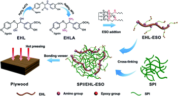 Graphical abstract: Renewable bio-based adhesive fabricated from a novel biopolymer and soy protein