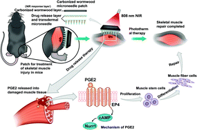 Graphical abstract: A carbonized wormwood modified photothermal microneedle patch for the repair of damaged skeletal muscles