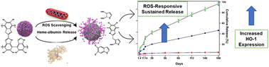 Graphical abstract: Sustained release of heme–albumin as a potential novel therapeutic approach for age-related macular degeneration