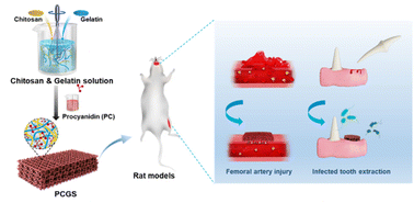 Graphical abstract: A natural polyphenol-functionalized chitosan/gelatin sponge for accelerating hemostasis and infected wound healing