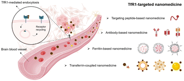 Graphical abstract: Transferrin receptor 1 targeted nanomedicine for brain tumor therapy