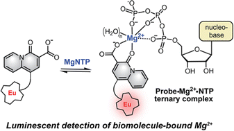 Graphical abstract: Lanthanide-based luminescent probes for biological magnesium: accessing polyphosphate-bound Mg2+