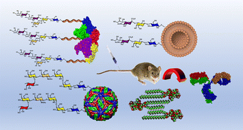 Graphical abstract: Carrier diversity and chemical ligations in the toolbox for designing tumor-associated carbohydrate antigens (TACAs) as synthetic vaccine candidates