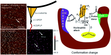 Graphical abstract: Direct observation of humic acid-promoted hydrolysis of phytate through stabilizing a conserved catalytic domain in phytase