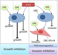 Graphical abstract: Evening primrose seed extract rich in polyphenols modulates the invasiveness of colon cancer cells by regulating the TYMS expression