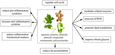Graphical abstract: Immunomodulatory effects and associated mechanisms of Momordica charantia and its phytochemicals
