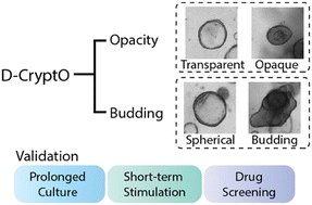 Graphical abstract: D-CryptO: deep learning-based analysis of colon organoid morphology from brightfield images