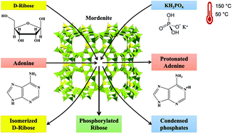 Graphical abstract: Deadlocks of adenine ribonucleotide synthesis: evaluation of adsorption and condensation reactions in a zeolite micropore space