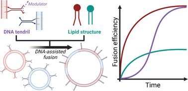 Graphical abstract: Modulating membrane fusion through the design of fusogenic DNA circuits and bilayer composition